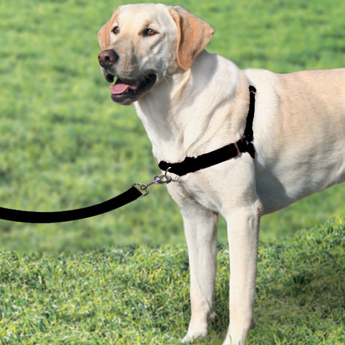 easy leader dog harness