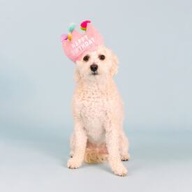 Fringe Studio If The Crown Fits Plush Dog Toy & Birthday Hat image 0