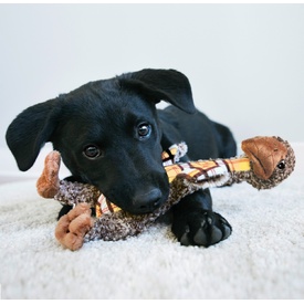 KONG Shakers Luvs Long-Limbed Squeaker Dog Toy - Small Giraffe image 0