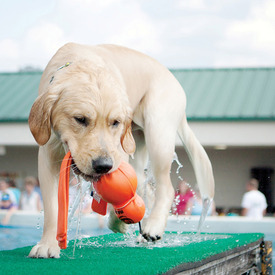 KONG Wet Water Wubba Floating Tug Dog Toy - Bulk Pack of 3 Large image 1