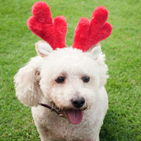 Zippy Paws Christmas Deer Antler Headband for Dogs image 1