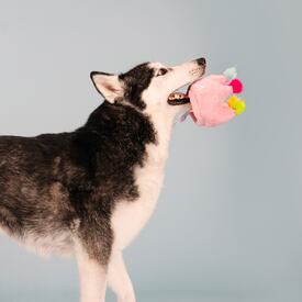 Fringe Studio If The Crown Fits Plush Dog Toy & Birthday Hat image 2