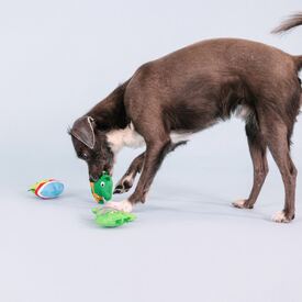 Fringe Studio Rawr-ing Summer Swimming Dinosaurs 3-piece Small Dog Toys image 2