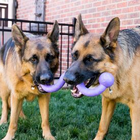 KONG Ogee Stick - Safe Fetch Toy for Dogs -  Floats in Water image 2