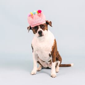 Fringe Studio If The Crown Fits Plush Dog Toy & Birthday Hat image 4