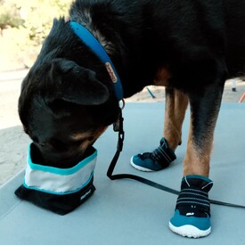 Zippy Paws Adventure Bowl On-the-Go Food & Water Bowl in Teal or Pink Trim image 4