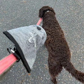 All Fur You Dog Poop Can - Waste Bag Holder and Hygienic Waste Disposal image 5