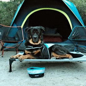 Zippy Paws Adventure Bowl On-the-Go Food & Water Bowl in Teal or Pink Trim image 5