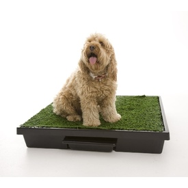 The Original Pet Loo for Indoor or Outdoor Use - Small