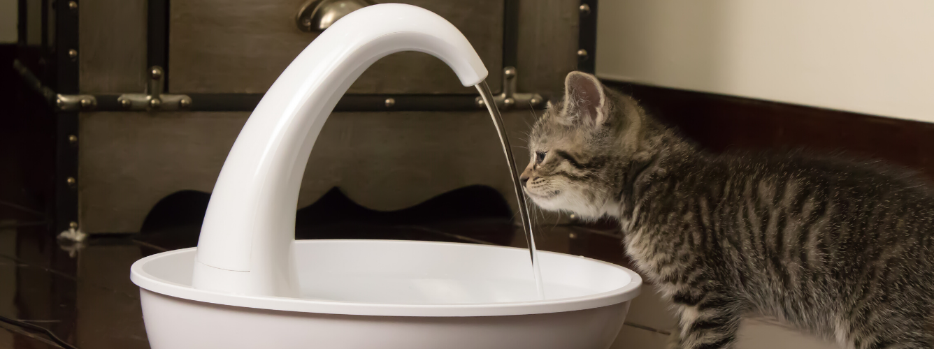 cat water fountain australia